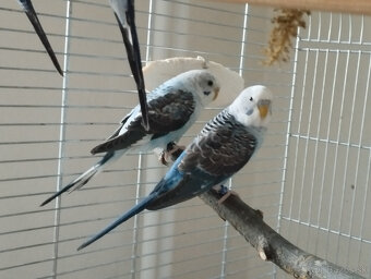 predám andulky čiernokrídle - 7