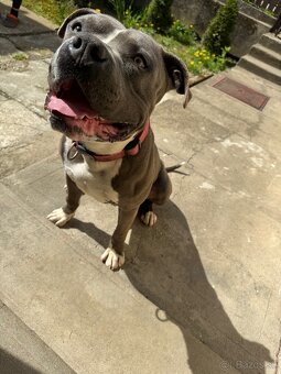 American Bully - 7