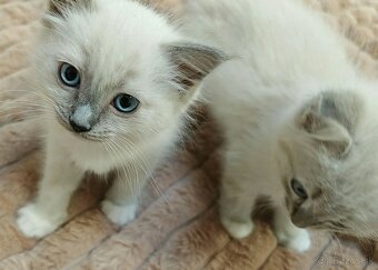 Ragdoll - 7