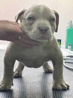 American Bully Xl - 7