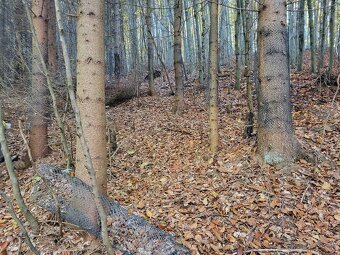 Vymením 3,8 ha lesného pozemku za ornú pôdu - 7