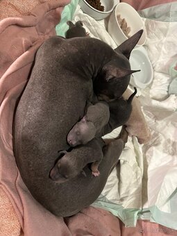 Americký bezsrstý teriér - štěně (pejsek) - 7