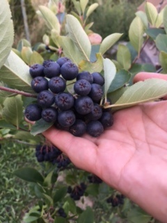 Predám ARÓNIA 100% BIO - 7