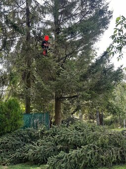 Pílenie a orez stromov - 7