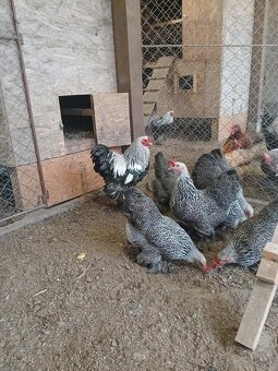 Násadové vajcia - 7