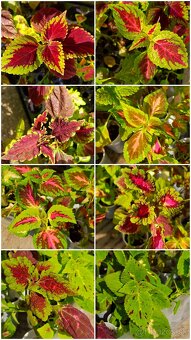 Koleus coleus africká okrasná žihľava - 7