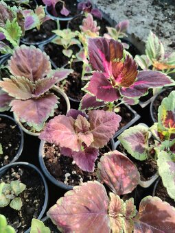 Coleus - 7