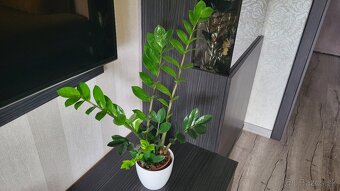 Zamiokulkas (Zamioculcas zamiifolia) - 7