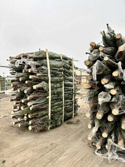 Kaukazská jedľa 1,70-2,00 smrek vianočné stromčeky - 7