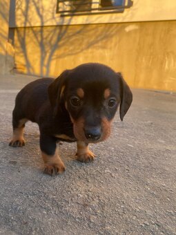 Jazvečík krátkosrstý - 7