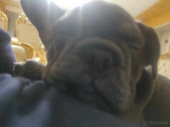 Predam Buldočeka - 7