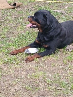 Rottweiler, rotvajler, rottwailer, rtw - 7