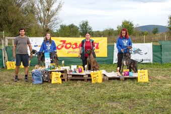 Louisianský leopardí pes Catahoula s PP - 7