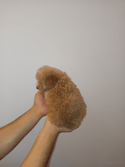 Toy Maltipoo - 7