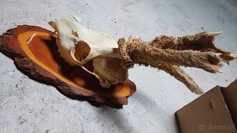 Trofeje - srnec, parožie - 7