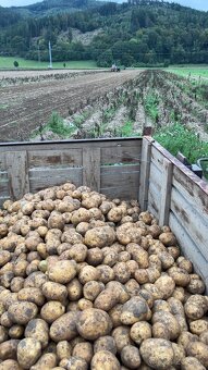 Domáce Zemiaky - 7