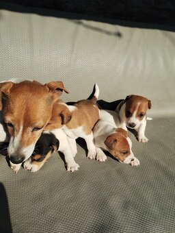 Jack russel terier - 7