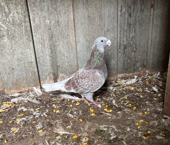 Poštové holuby štandard - 7