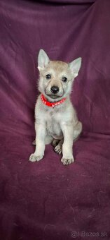 Fenka československý vlčiak s PP - 7