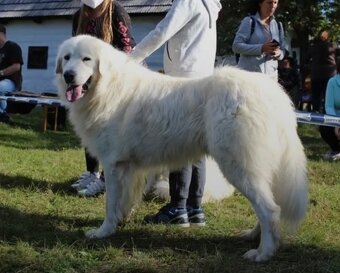 Slovenský čuvač s PP - 7