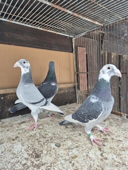Predám holuby - 7