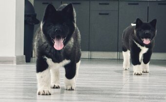 Šteniatka Americká Akita - 7