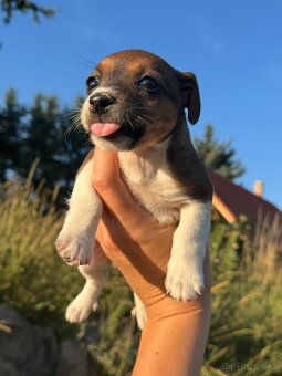 Jack Russel Terrier - 7