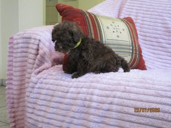 Pudel toy čokoláda - 7