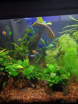30l akvarium - 7