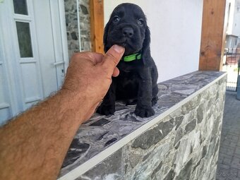 ANGLICKÝ KOKERŠPANIEL - 7