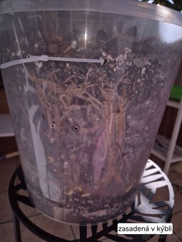 Predám izbové rastliny - 7