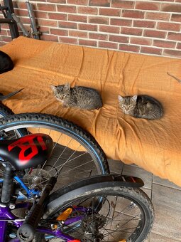 Darujem mačiatka -4 ks - 7