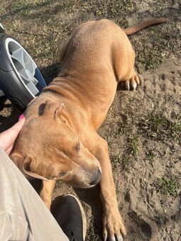 Americký stafordsirsky terier, Stafford, amstaf - 7