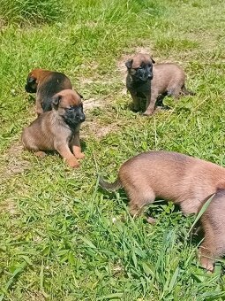 Predám belgický ovčiak malinois - 7