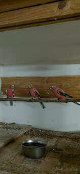 Predám odchov 2025 - 7