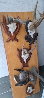 Trofeje a preparáty - 7