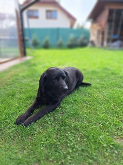 Labrador šteniatka rezervácia,už iba psík je voľný - 7