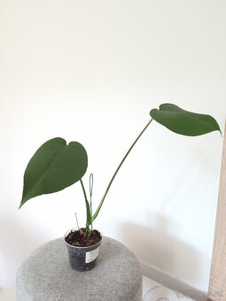 Monstera deliciosa - 7