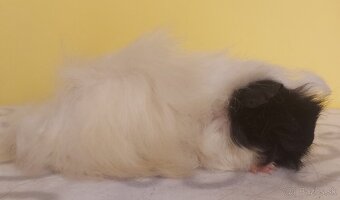 Morčatá s PP - samci - 7