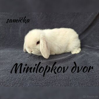 Minilop mláďatká - 7