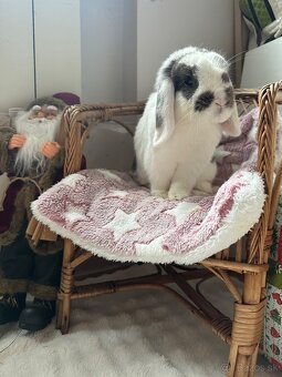 🩷Minilop zakrsly kralik 🐰🩷 - 7