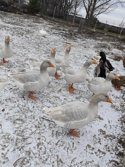 Husi franské, francke - 7