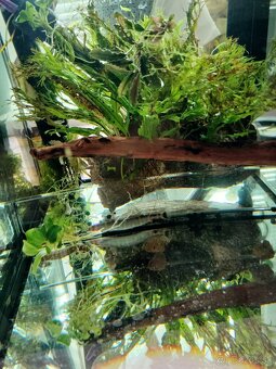 Set zabehnutého akvaria - 7