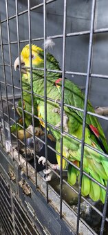 Amazoňan oratrix - 7