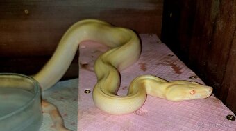 Veľhad královský Boa Constrictor - 7