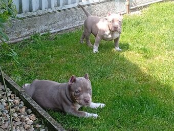 American bully pocket - 7