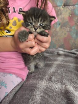 Maine coon - 7