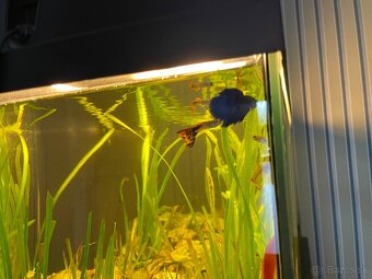 Predám kompletne zariadené 100 litrové akvárium - 7