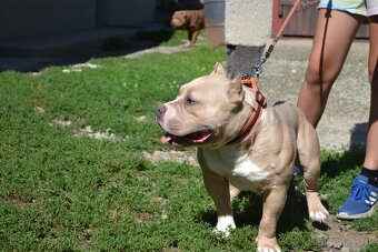 American bully - 7