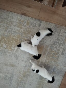 Jack Russel terier - 7